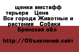 щенки амстафф терьера › Цена ­ 30 000 - Все города Животные и растения » Собаки   . Брянская обл.